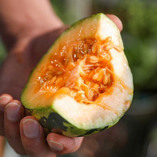 Beishu melon seeds, emerald rock sugar seeds, croissant honey, white sand honey, spring melon seeds, Beishu sweet tooth rock sugar melon seeds, about 60 pieces, 5 bags