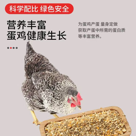 Yinghuan layer chicken feed for hens, egg-laying broiler chicken fattening particles, full price special wholesale for nesting and breeding, 5 Jin Jin is equal to 0.5 kg, layer chicken feed