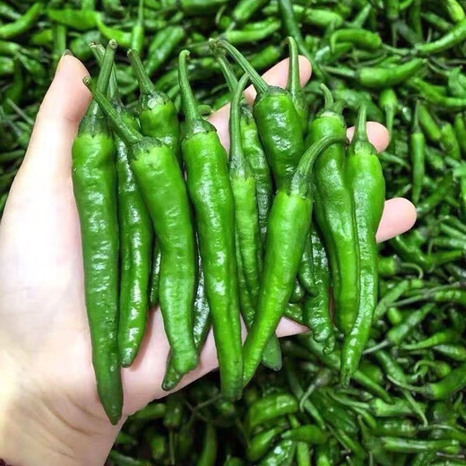 Authentic camphor tree pepper seeds, camphor tree pepper seeds, new pepper seeds, sown in spring and autumn, Zhangshu Harbor courtyard small collection, new seeds, about 608 capsules/