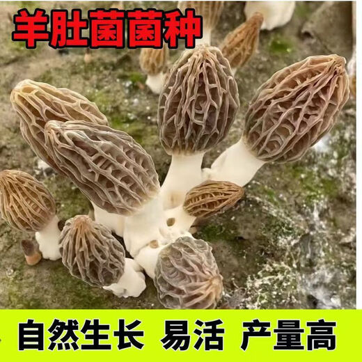 羊肚菌菌种不出包赔高产母种蘑菇菌种速产食用菌菌种阳台盆栽种植 羊肚菌菌种【高产】 【677粒】菌种+种植说明