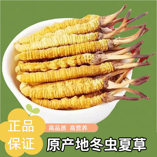 正宗冬虫夏草50条礼盒装虫草高品质正品药材虫草王干货虫草礼盒装 正宗藏区2条一克虫草 正宗虫草10克装