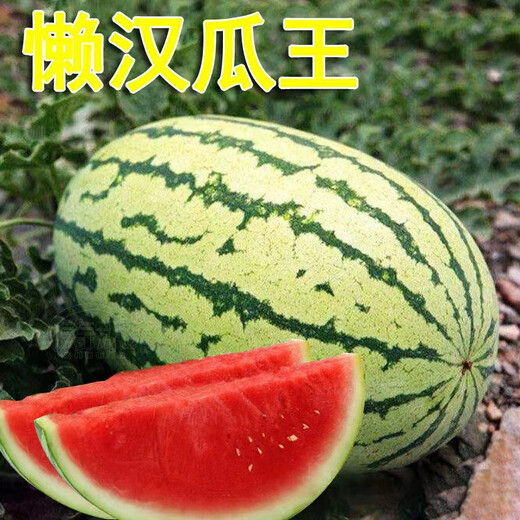 Chihui 8424 Kirin watermelon seedless seedless southern four-season high-yield large-fruit lazy Han Meidu thin-skinned watermelon seeds collection seedless black crown watermelon seeds 60 capsules