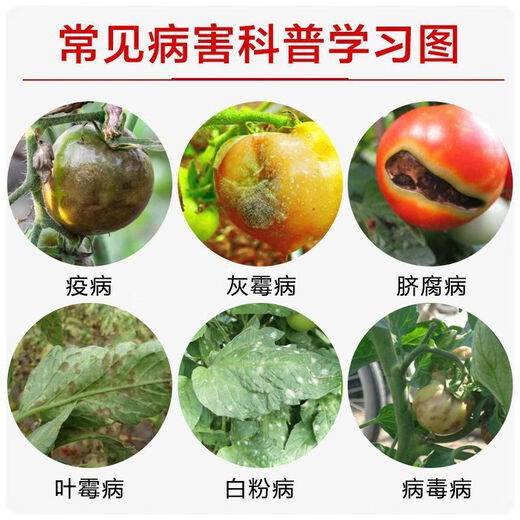Tomato Disease Bacteria Clearing Microbial Bacteria Tomato Disease Botrytis Botrytis Anthrax Fungicide Non-Toxic Bacteria-Inhibiting Bacteria Best Selling Tomato Bacteria Clearing Tomato Bacteria Clearing 100g 1 Bottle