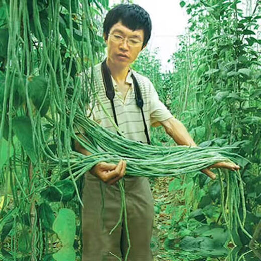 Special Green Pioneer Bean Seeds Large Brand New Variety Cowpea Early Maturity Spring and Autumn French Bean Seeds Qc Four Seasons Full Shelves Green Pioneer Long Beans Only sell good seeds 5 packs of about 252 seeds High germination rate