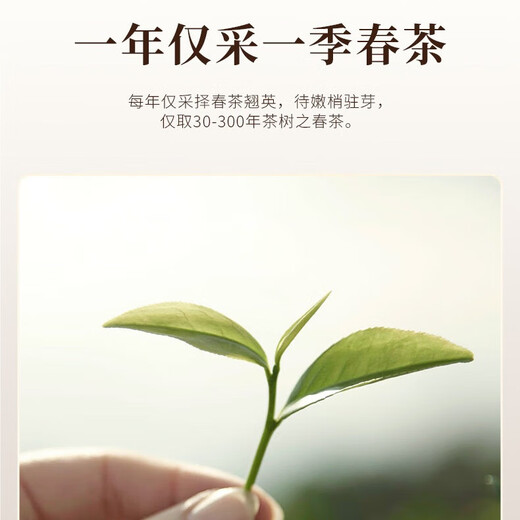 宋凰茶叶 特级乌龙茶凤凰单枞茶 广东潮州单从茶礼盒企业礼品定制 八仙芝兰香随手礼12g