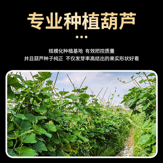 Extra small ornamental gourd seeds, extra large sub-waisted large wine gourd seeds, seedlings, spring and summer balcony potted plants, large winter melon gourds, 5 pieces