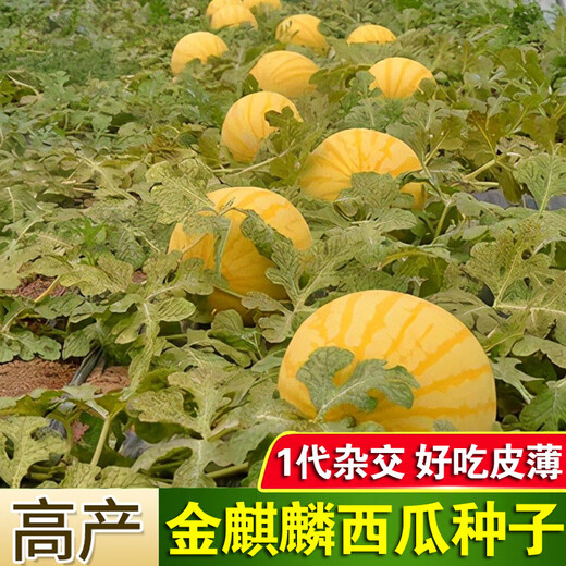 Chihui 8424 Kirin watermelon seedless seedless southern four-season high-yield large-fruit lazy Han Meidu thin-skinned watermelon seeds collection seedless black crown watermelon seeds 60 capsules