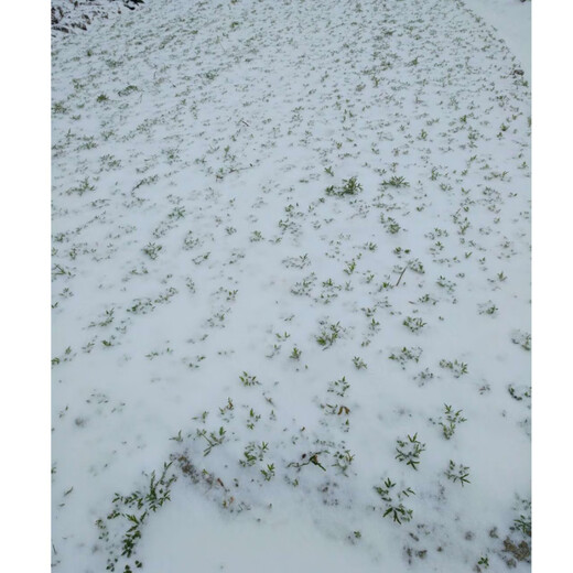 Artemisia truncatula root seedlings, Artemisia truncatula root seeds, Artemisia truncatula roots, mud mugwort roots, water mugwort roots, mugwort root seeds, old root seeds 100 plants