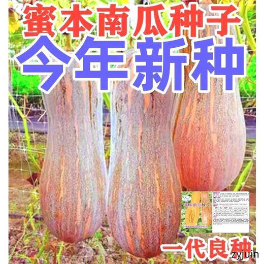 Miben Sweet and Glutinous Pumpkin Seeds, Four Seasons Old Pumpkin, Dense Pumpkin Varieties, Miben Pumpkin Seeds, 2 packs, about 60 capsules