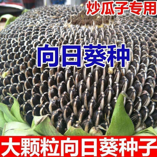 Large edible sunflower seeds, plump melon seeds, large sunflower seeds, sunflower melon seeds, edible melon seeds, large melon seeds, about 50 seeds, one pack