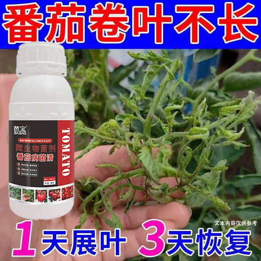 Tomato Disease Bacteria Clearing Microbial Bacteria Tomato Disease Botrytis Botrytis Anthrax Fungicide Non-Toxic Bacteria-Inhibiting Bacteria Best Selling Tomato Bacteria Clearing Tomato Bacteria Clearing 100g 1 Bottle