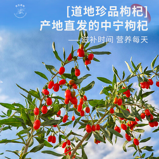 
Ningxia wolfberry, red wolfberry, Zhongning first new wolfberry, special grade 250g*2 bags