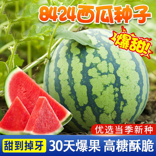 Chihui 8424 Kirin watermelon seedless seedless southern four-season high-yield large-fruit lazy Han Meidu thin-skinned watermelon seeds collection seedless black crown watermelon seeds 60 capsules