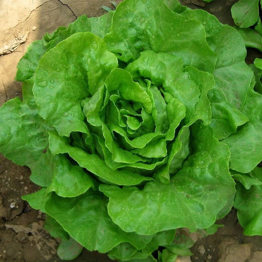 奶油生菜新鲜蔬菜叶菜类生菜生吃凉拌甜脆多汁沙拉 ()奶油生菜-籽籽2包【3888粒】