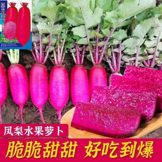 
[3341 pieces in 30 days] Pineapple fruit radish seeds raw Purple beauty radish Rouge radish seeds Summer four Premium original [1098 pieces] Five packs Fruit-type pineapple radish seeds (new seeds this year)