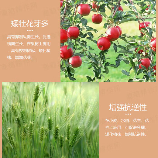 Guoguang 15% paclobutrazol succulent prevents leggy growth and promotes root development Chlormequat fruit tree growth regulator 500g