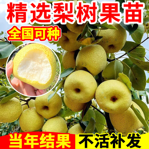 Yimi Bamboo and Pear Tree Fruit Seedlings Grafted Seedlings Cuiguan Pear Tree Fengshui Pear Tree Seeds Planted in the Field That Bear Fruit Pear Tree Seedlings Fruit Tree Fruit Seedlings Rock Sugar Snow Pear 5-year Grafted Seedlings Non-live Guaranteed