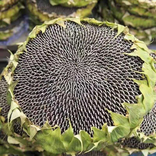 Large edible sunflower seeds melon seeds large plump sunflower seeds edible sunflower seeds promotion buy 1 get 1 free 2 packs 52 capsules