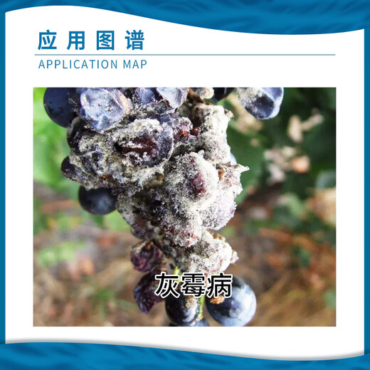 Baotian Pai Alpha Gray Man 50% Boscalid Grape Botrytis Fungicide Qingtian Pesticide Water Dispersible Granules 12g