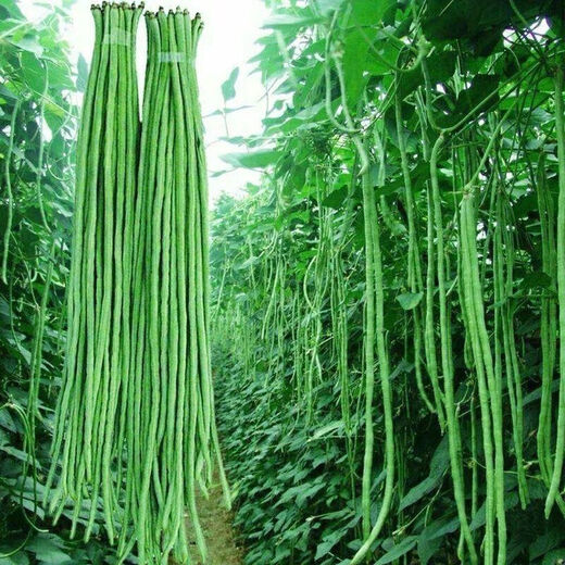 Special Green Pioneer Bean Seeds Large Brand New Variety Cowpea Early Maturity Spring and Autumn French Bean Seeds Qc Four Seasons Full Shelves Green Pioneer Long Beans Only sell good seeds 5 packs of about 252 seeds High germination rate