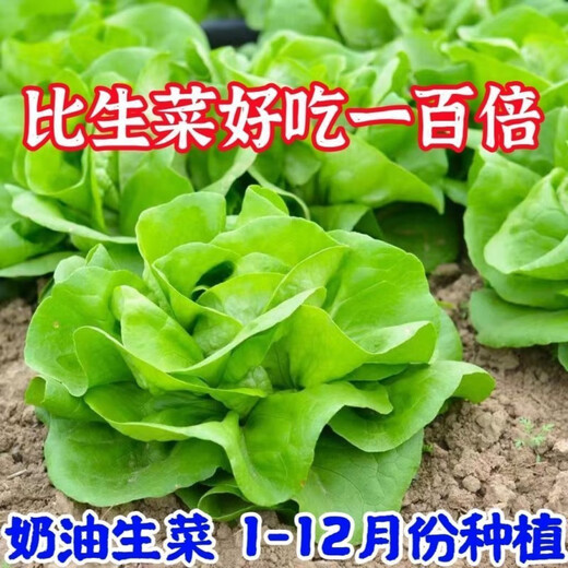 奶油生菜新鲜蔬菜叶菜类生菜生吃凉拌甜脆多汁沙拉 ()奶油生菜-籽籽2包【3888粒】