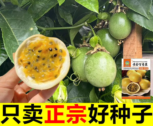Passion fruit seeds year-round high temperature resistant perennial golden egg fruit seeds fruit non-living package can be planted nationwide 57 seeds + 16 seeds + A-grade chemical fertilizer