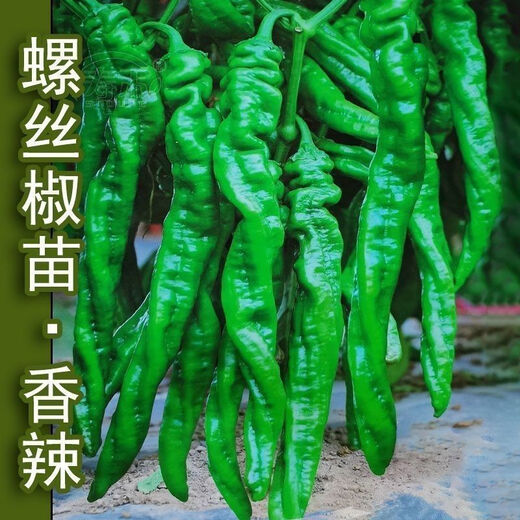 Spicy Spicy Pepper Seeds, Golden Spicy Green Peppers, Pig Intestine Chili Seeds, Potted Vegetable Seeds for Garden Fields and Balconies, Spicy Spicy Peppers, Early Mature Large Fruits, About 500 Capsules, 5 Packs