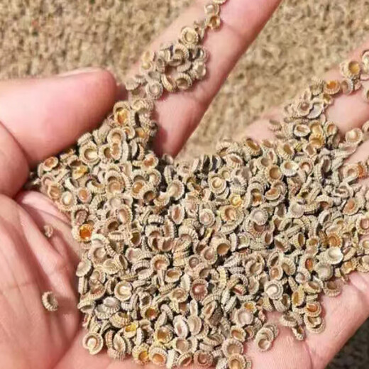 Chinese herbal medicine seedlings, powdered fangji seedlings, Elecampane seeds, golden thread hanging gourds, Jiangxi Stephanotis genus Hanfangji seedlings, powdered fangji dry seeds, 1 Jin Jin is equal to 0.5 kg