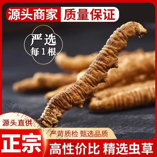 花色堂冬虫夏草虫草正品正宗滋补养生自用王头期藏 一支装