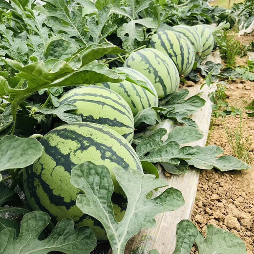 8424 Kirin seedless watermelon seeds extra large high yield giant sweet king southern small four seasons vegetable and fruit seeds 8424 Kirin melon 240 capsules