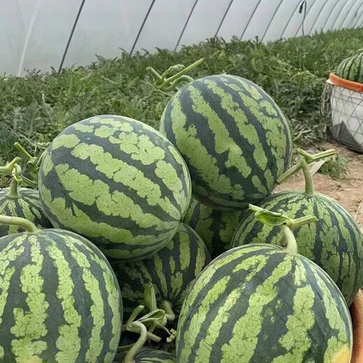 New varieties of Beishu Kirin watermelon seeds, Lazy Man, Southern Meidu watermelon seeds, Zaojia 8424 watermelon seeds 50g/barrel