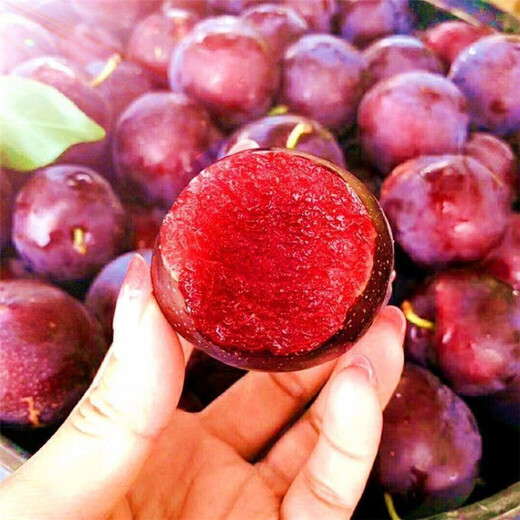 Yimi Bamboo cherry plum saplings cherry and plum combined cherry saplings and plum saplings planted in the south and north potted plants eight years old seedlings one plant full of results