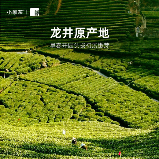 小罐茶巳巳顺意·早春龙井茶 2025年特级绿茶明前龙井18罐72g