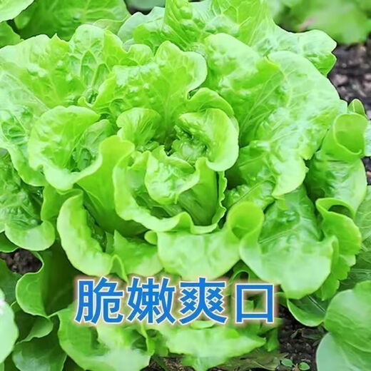 奶油生菜新鲜蔬菜叶菜类生菜生吃凉拌甜脆多汁沙拉 ()奶油生菜-籽籽2包【3888粒】