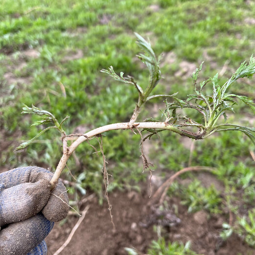 Artemisia truncatula root seedlings, Artemisia truncatula root seeds, Artemisia truncatula roots, mud mugwort roots, water mugwort roots, mugwort root seeds, old root seeds 100 plants