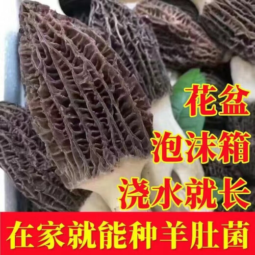 羊肚菌菌种不出包赔高产母种蘑菇菌种速产食用菌菌种阳台盆栽种植 羊肚菌菌种【高产】 【677粒】菌种+种植说明
