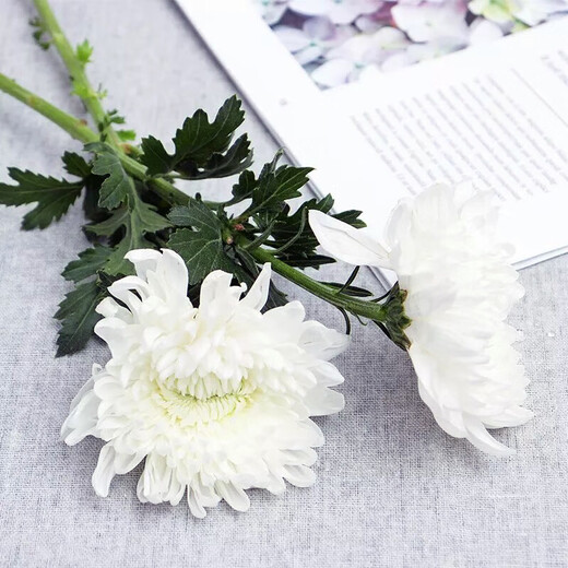 New type of Qingming Festival yellow and white chrysanthemum flower bouquet mourning grave sweeping ancestor worship mountain praying to God Guangzhou base speed white chrysanthemum 60 pieces