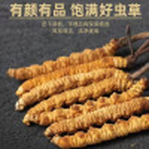 百婉集藏区雪域冬虫夏草 2根/克正宗虫草无断草礼盒装 每单一根