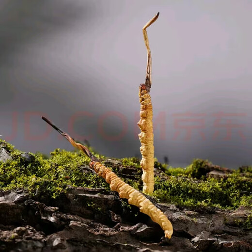 
Cordyceps sinensis in Tibetan areas, snowy first stage, new dried Cordyceps in the first stage, specifications, high-end gift boxes for people to give gifts. 0.6 grams of Cordyceps in Tibetan areas, total 100 pieces of Cordyceps in Tibetan areas