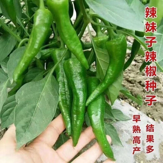 Authentic camphor tree pepper seeds, camphor tree pepper seeds, new pepper seeds, sown in spring and autumn, Zhangshu Harbor courtyard small collection, new seeds, about 608 capsules/