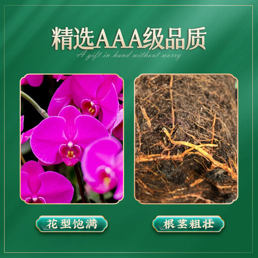 爱优尚【提货券】688任选三件绿植花卉盆栽乔迁开业送礼除甲醛源头直发