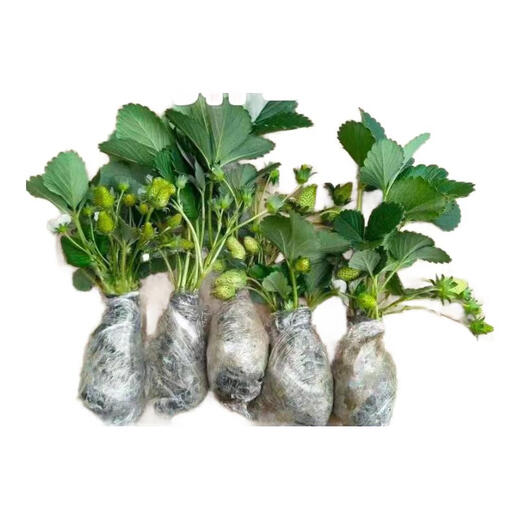 Strawberry seedlings, four-season strawberry seedlings, potted plants, family balcony planting, cream angel ground planting fruit saplings, fruit saplings that bear fruit in the current year, cream strawberries, four-season fruiting, bare roots without soil, seedlings 15+15, full yard results