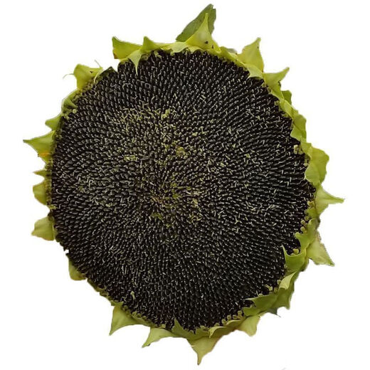 Large edible sunflower seeds, plump melon seeds, large sunflower seeds, sunflower melon seeds, edible melon seeds, large melon seeds, about 50 seeds, one pack