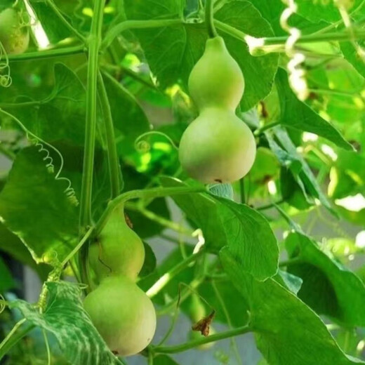 New product Jiuxianbao gourd extra large gourd seeds vegetable balcony garden potted climbing vine seeds Jiuxianbao gourd seeds seeds buy three get two free 5 packs