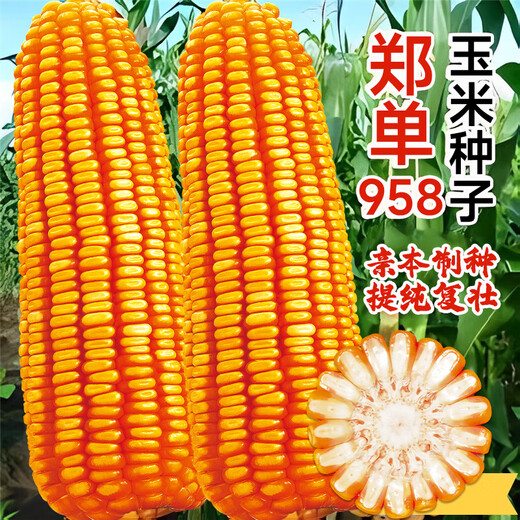 Beishu official authentic corn seeds produce tall and short big sticks, drought-resistant and lodging-resistant Zhengdan 958 nationally approved feed Sichuan hybrid Beishu nationally approved Zhengdan 958 corn seeds 4Jin Jin equals 0.5kg