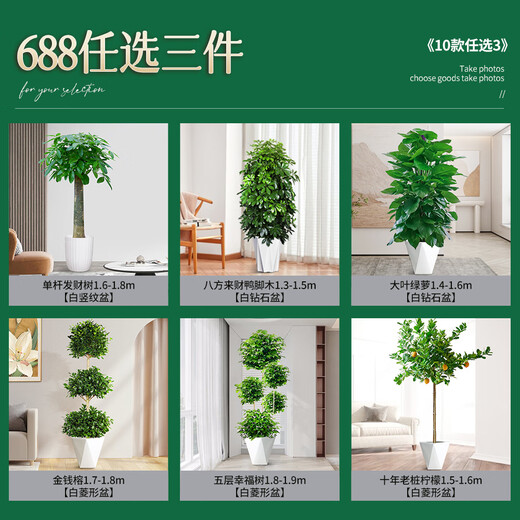 爱优尚【提货券】688任选三件绿植花卉盆栽乔迁开业送礼除甲醛源头直发