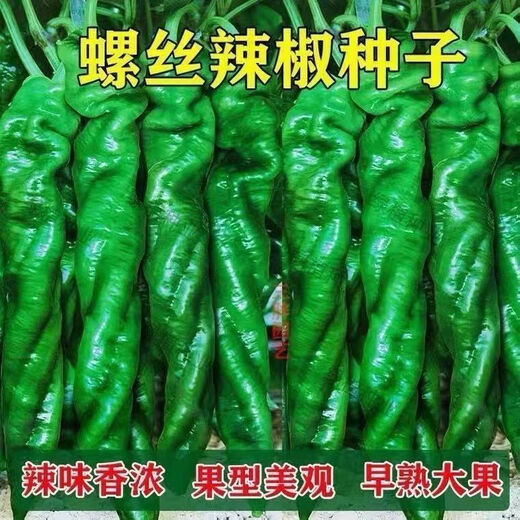 Spicy Spicy Pepper Seeds, Golden Spicy Green Peppers, Pig Intestine Chili Seeds, Potted Vegetable Seeds for Garden Fields and Balconies, Spicy Spicy Peppers, Early Mature Large Fruits, About 500 Capsules, 5 Packs