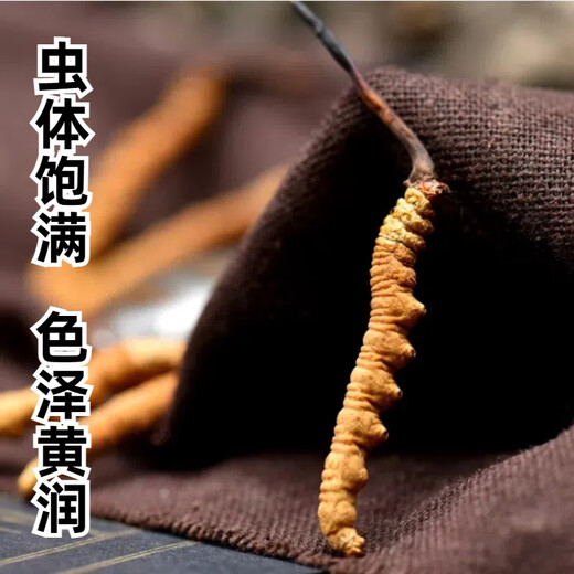 正宗冬虫夏草50条礼盒装虫草高品质正品药材虫草王干货虫草礼盒装 正宗藏区2条一克虫草 正宗虫草10克装