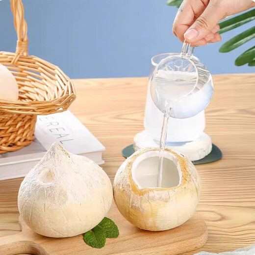 Jingdida Thailand imported old tree coconut king net weight 2.2Jin Jin is equal to 0.5kg 2 single fruits 550-630g fresh green coconut source straight hair