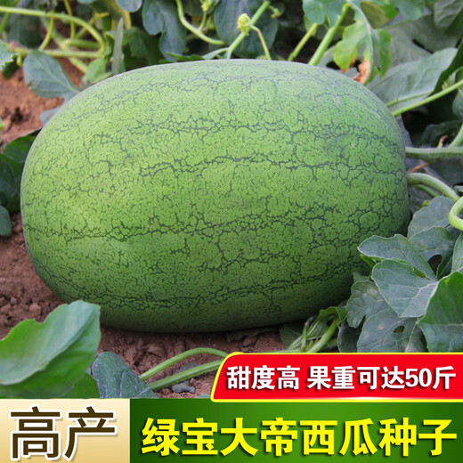 Chihui 8424 Kirin watermelon seedless seedless southern four-season high-yield large-fruit lazy Han Meidu thin-skinned watermelon seeds collection seedless black crown watermelon seeds 60 capsules